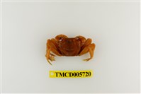 藏品(紅螯螳臂蟹)的圖片